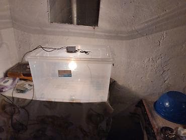 sultan toyuglari: Məhsul: Qafqaz halqalı qırqovul (cüt və yumurta) Təsvir: - Növ — 3