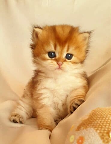 pişik üçün oyuncaq: Qızıl şinşilla, Erkək, Dişi, Yaxşı əllərə, Ünvandan götürmə, Pulsuz çatdırılma, Ödənişli çatdırılma — 2