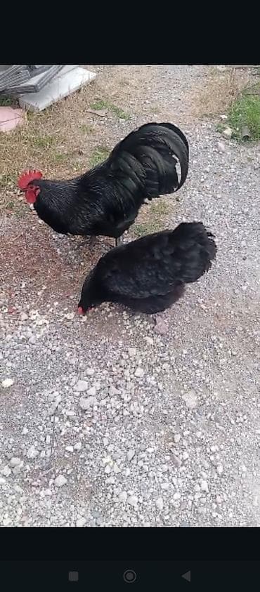 ucuz cuce: Toyuq, Damazlıq — 3