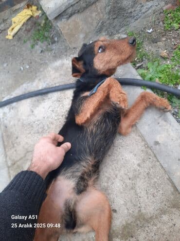 it yuvası satilir: Ov iti — 2