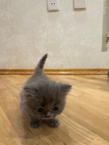 Akvariumlar: Britan — 9