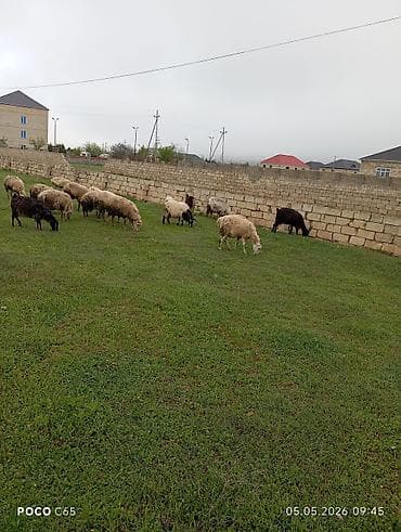 inek satisi: QOBUSTAN RAYONUNDADİ.3kecidi balamı 8qoyun ətdiydi real alan olsa — 3