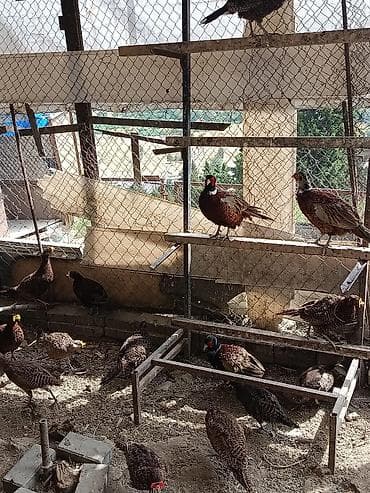 et baltasi: Qirqivul Alemi Təsvir: - Növ: Halqalı boyunlu/ov fazanı (erkək və — 2