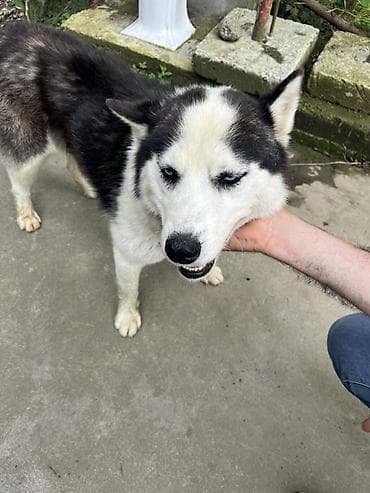 Sibir Husky – erkək it Xüsusiyyətlər: - Cins: Sibir Husky - Rəng lalafo.az -da Sibir Husky – erkək it Xüsusiyyətlər: - Cins: Sibir Husky - Rəng