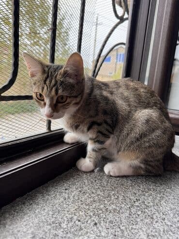 вольер для кота: Самка, В добрые руки — 2