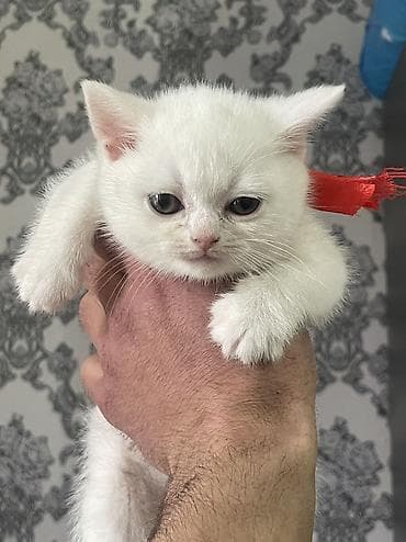 benqal pisiyi: Sotlant disi pisik 50 gunlukdu evde dogulub temiz pisikdi … — 4