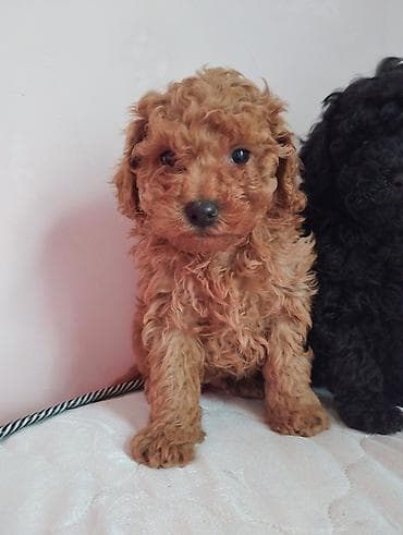 itler satilir: Pudel, 2 ay, Erkek — 1