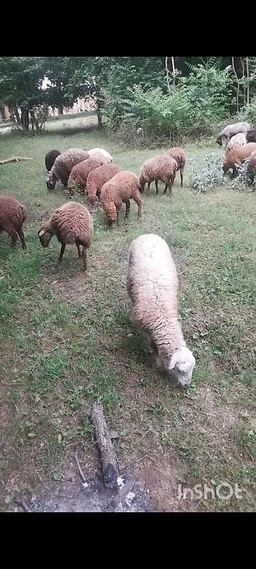 qala sortu qoyun: Qoyun sürüsü satılır - Növ: Yerli cins, əsasən qəhvəyi və açıq rəngli — 4