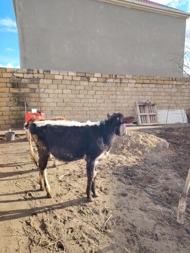 sudluk inekler satisi: Super aglam saxlamali danalardi — 5