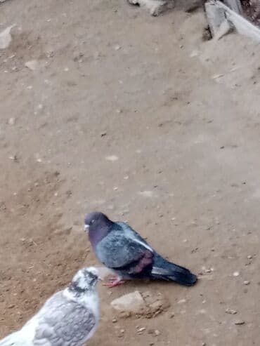 Gəmiricilər: Məhsul: Göyərçinlər (dekorativ/ev quşu) Təsvir: - Şəkillərdə müxtəlif — 1