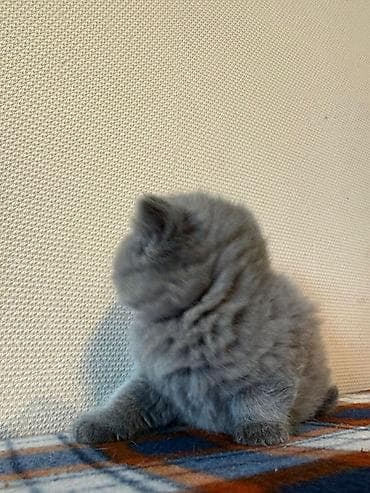 tap az it: Şotland, Erkək, Dişi, Yaxşı əllərə — 7