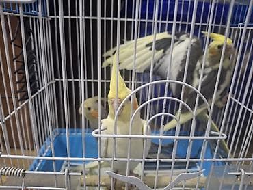 əbabil quşu: Nimfa (Cockatiel) papağanları – müxtəlif rəng mutasiyaları ilə - Növ — 1