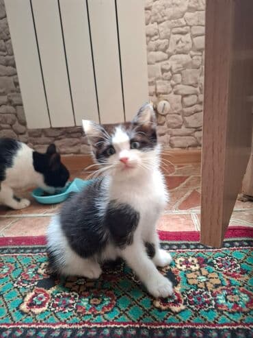 в добрые руки котята: В добрые руки — 1