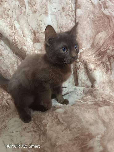 heyvan cütləşməsi: Britan — 5