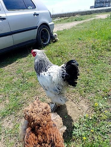 pitbull qiymetleri: 3 dənə xoruzdu Heç 1 yaşları yoxdu 2 si təzə banlamağa başlayıb biri — 1