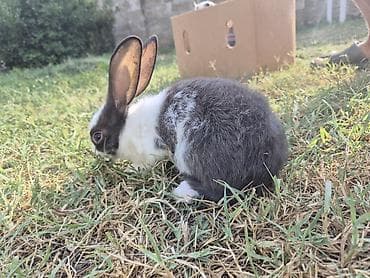 rizen dovşan: 🐇 12 ədəd sağlam balaca dovşan satılır! ✔️ Sağlam və aktivdir ✔️ Ev — 3