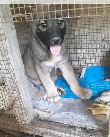 tap. az heyvanlar şabran: Alabay, 1 ay, Dişi, Ünvandan götürmə — 10