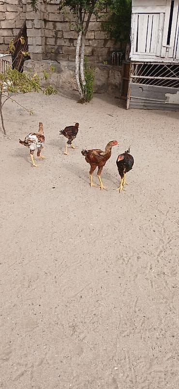 quşlar: Heyrati cuceler 4 denedi biri 60 manata isditen elaqe saxlasin temiz — 4