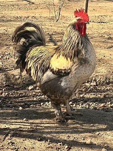 Atlar: Tam sağlam kend xoruzları satılır iri xoruzlardı hem damazlıq hem — 5