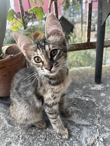 Tabbi, Yaxşı əllərə lalafo.az -da Tabbi, Yaxşı əllərə