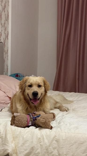 itlerin qidalanmasi: Retriever, 11 ay, Erkek, Peyvəndli, Ünvandan götürmə — 4