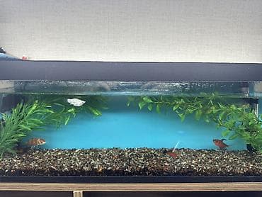 Gəmiricilər: Akvaryum komplekti – iri ölçülü şüşə akvarium və dekorasiyalar - Uzun — 1