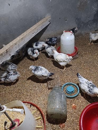 yumurtalik toyuqlar: Təcili Satılır Serebris F6 colpaları 125 ədəd Colpa irili xırdalı 2 ay — 9
