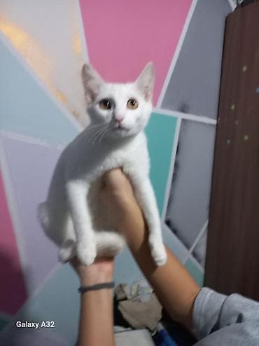 şotlan pisiyi: Yaxşı əllərə — 2