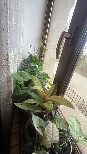 xetayi rayonu: Dipcek guleri — 6