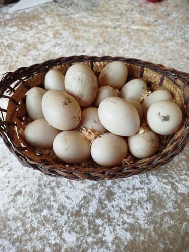 Souslar və ədviyyatlar: Ördək Yumurtası 12 Ədəd Birlikdə 20 Manata Verilir. İstəyən Gəlib — 1