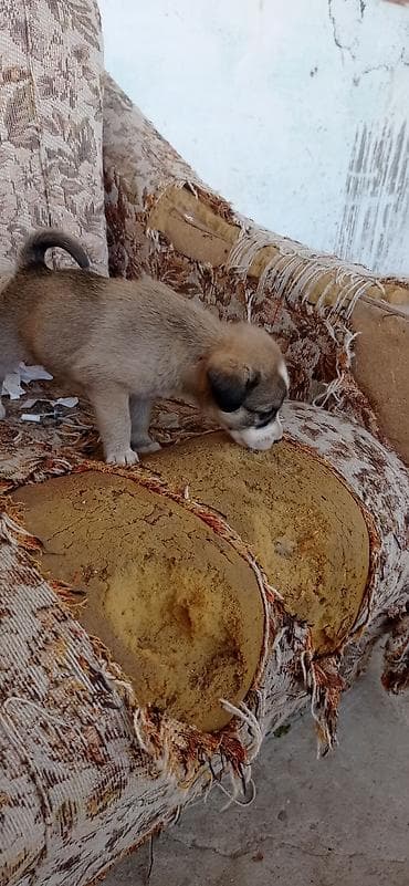 tap.az heyvanlar quba: Peyvəndli — 2