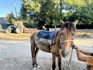 bmw 3 серия 330xi at: Erkək, il: 6 — 3