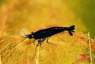 Аквариумные аксессуары и принадлежности: Akvaryum üçün dekorativ krivetqa – rəngli Neocaridina növləri. 10 — 3