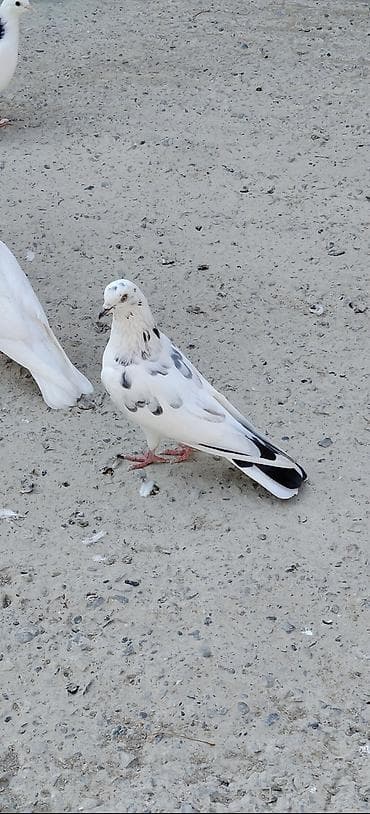 lal ördek balasi: 8 dene tutulma quslardi hansı sağlam uçuşu olanlar var Qaradağ — 1