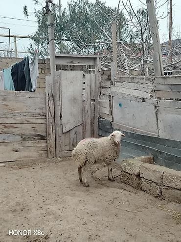 Quzu, Erkək, ay: 6, 27 kq, Ətlik, Ünvandan götürmə