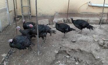 Ördəklər: Xoruz, il: <1 — 1