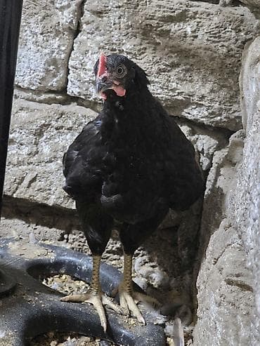 cucə adları: Toyuq cücələri, Ətlik — 5