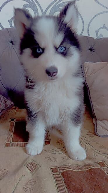 it satilir: Xaski — 2