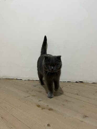 Птицы: Шотладская вислоухая, Самец — 2