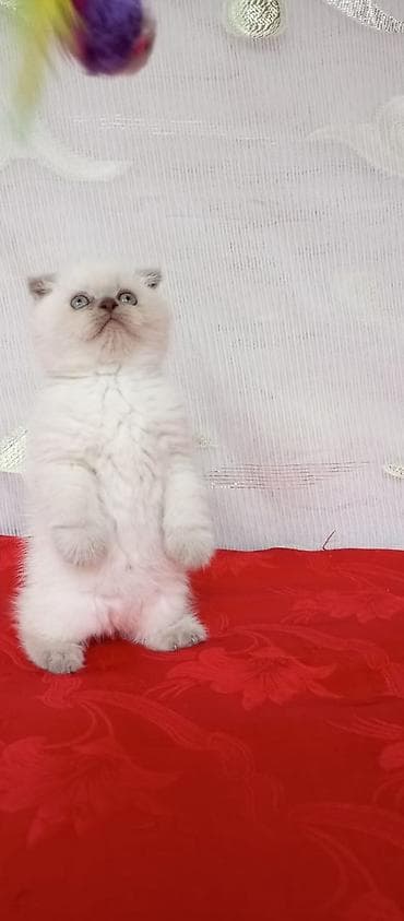 shotland pişik: Britan — 6