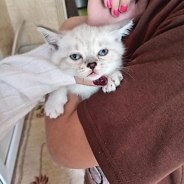 pişim: Britan — 8