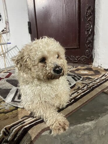 Erkəkdi. saxlamaq üçün şəraitim yoxdu deyə satıram,aktiv itdi