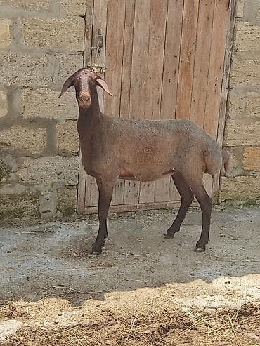 simental dişi buzağı: Dişi, Qala, il: 1 — 2