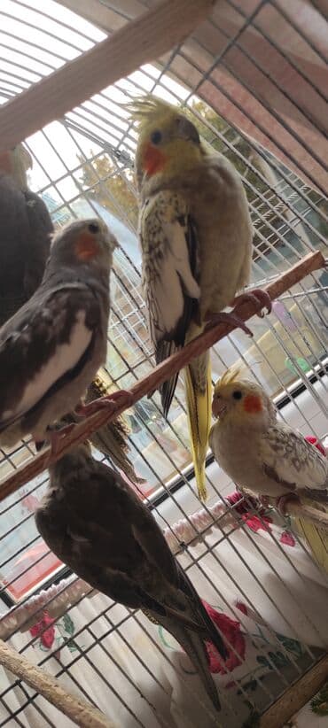 dərzi quşu: Nimfa (cockatiel) tutuquşuları – müxtəlif rəng mutasiyaları ilə - — 4