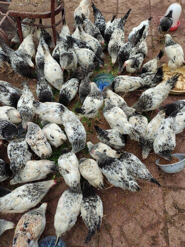 Inəklər, öküzlər: Toyuq, Adler, Ətlik — 4