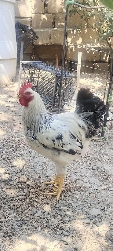 korella quş: Tam sağlamdır indiye kimi xestelemiyib serebirist cinsinin xoruzudur — 1