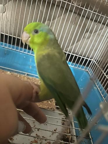 muhabbet quş: Yaşıl papağan – cütlük növündən xırda ölçülü, əl öyrəşmiş ev quşu — 1