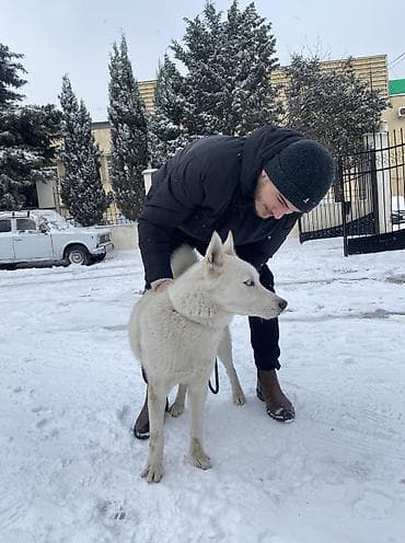 sirin itlerin satisi: Xaski, 4 il, Erkek, Cütləşmə üçün, Ünvandan götürmə — 1