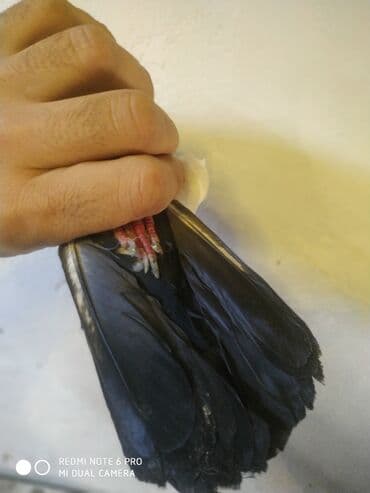 cuceye verilen adlar: Deste şəbeke maya tutulma sağlam bala verən — 2