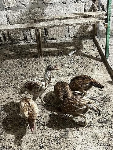 Heyratılardır. 5 ədəddir. Real alıcılar yazsin lalafo.az -da Heyratılardır. 5 ədəddir. Real alıcılar yazsin